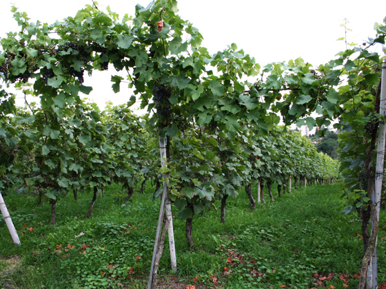 Wein Kloster Posa