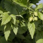 Apfel Birne Vergleich