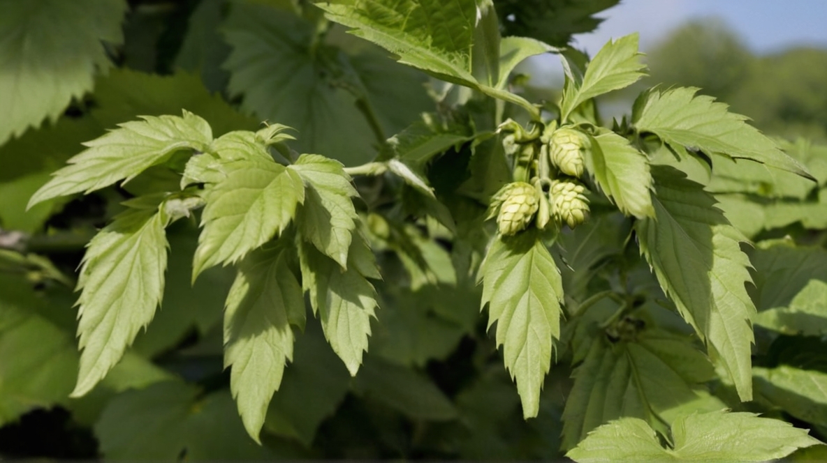 Apfel Birne Vergleich