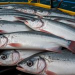 Sw Fisch Intensivhaltung Aquakultur Zucht