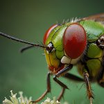 Sw Tierreich Natur Geschichte Wasserwelt Raubtiere 5