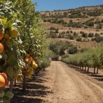 Tnd obst fruechte anbau landwirtschaft europa 09