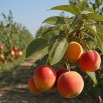 Tnd obst fruechte anbau landwirtschaft europa 13